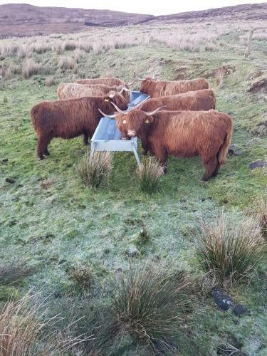 Trotternish B&B