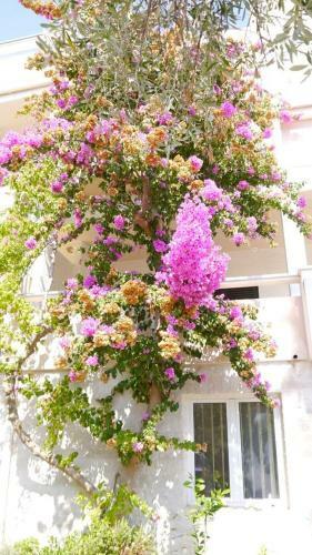 Cozy Apartment Branka With Nice Garden