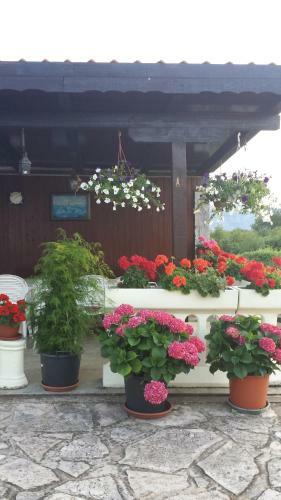 Apartments Lucija