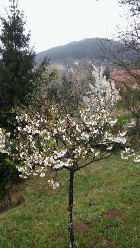 Apartamento Erd?sz�li H�zik�