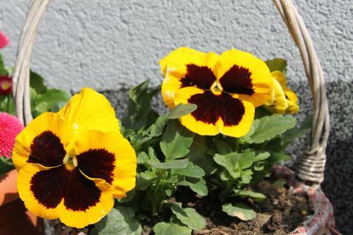 Apartamento Mint Otthon Vend�gh�z