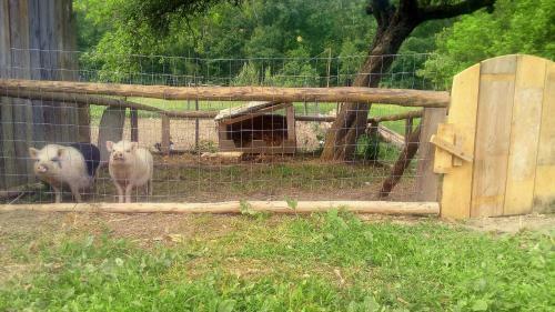 Apartamento Pagony Pihen? Farm