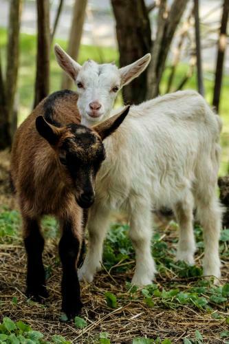 Apartamento Pagony Pihen? Farm