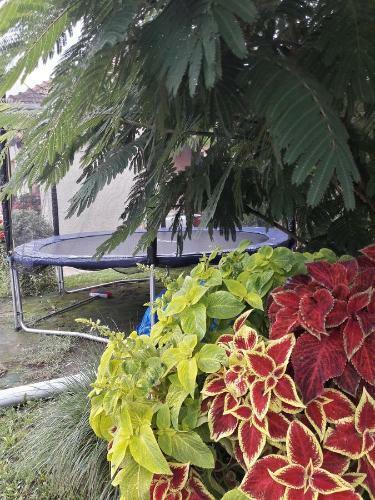 Apartamento Tiszavir�g Vend�gh�z