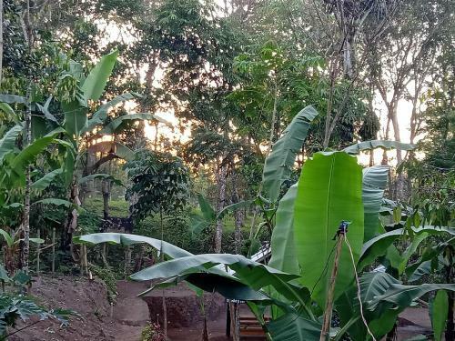 Tereng Wilis Jungle Inn