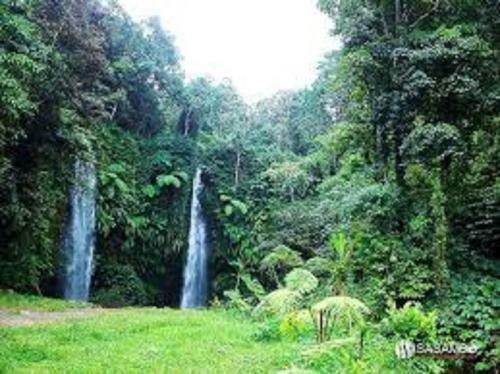 Tereng Wilis Jungle Inn