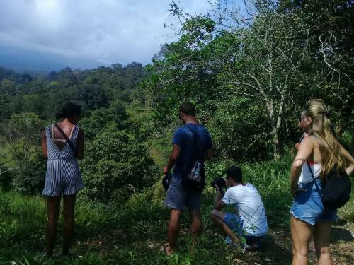 Tereng Wilis Jungle Inn
