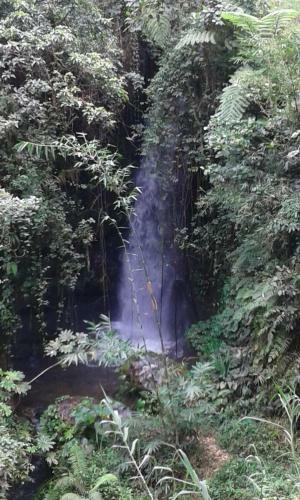 Tereng Wilis Jungle Inn