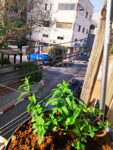 Carmel Market Apartments