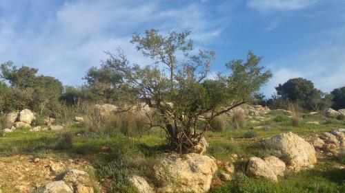 Lodge The Olive Tree