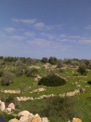 Lodge The Olive Tree