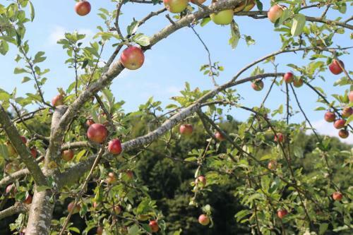 Agroturismo Schwoererhof