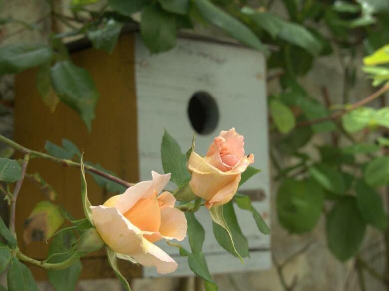House La Fleur de Vigne 2