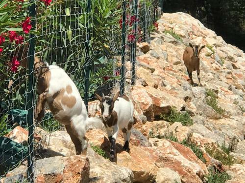Bed & Breakfast Escapades Lointaines