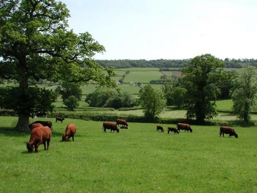 Whitcombe Cottage, Honiton