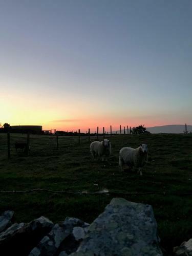 Eviedale Cottages