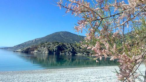 Holiday Apartment In Psatha Bay - Vilia Attica