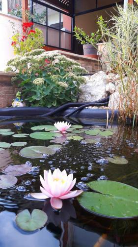 Hostal Csillag Panzi�