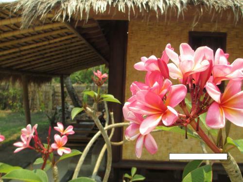 Hostal Selong Belanak Bungalows