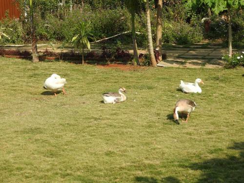 Hotel Nature Leap Resort