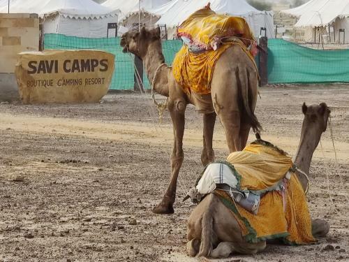 Savi Camps Jaisalmer