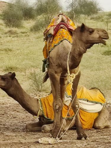 Savi Camps Jaisalmer