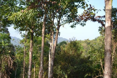 Aclat Meadows, Sakleshpur