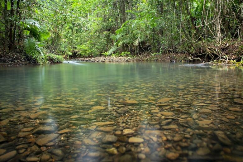 Hotel Daintree Wilderness Lodge
