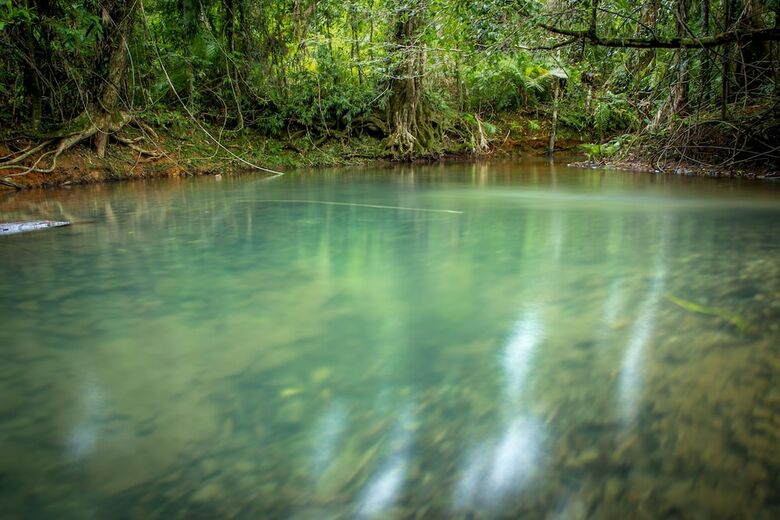 Hotel Daintree Wilderness Lodge