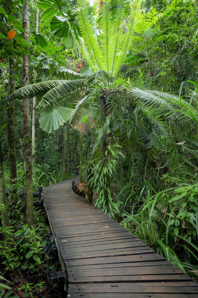 Hotel Daintree Wilderness Lodge