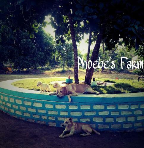 Agroturismo Phoebe's Farm