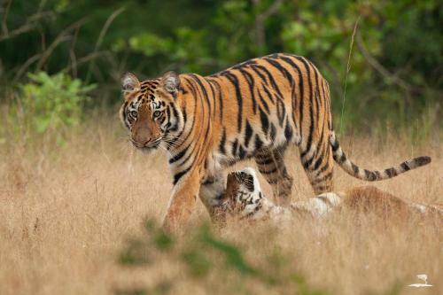 Hotel Red Earth, Tadoba