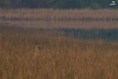 Hotel Red Earth, Tadoba