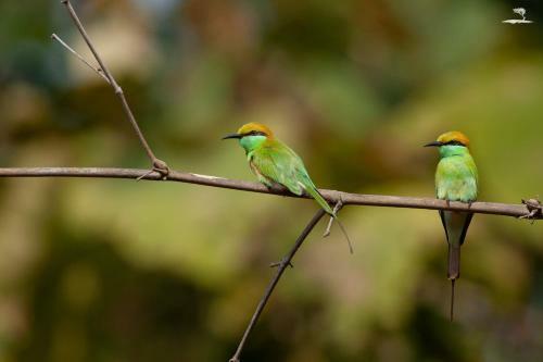 Hotel Red Earth, Tadoba