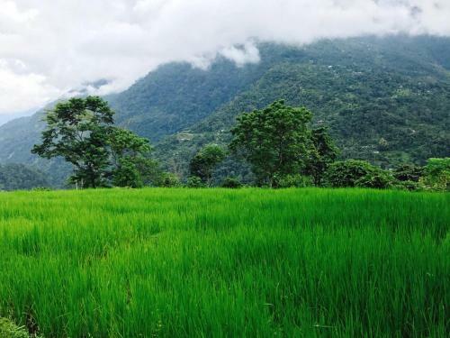 Shanti Niwas Homestay