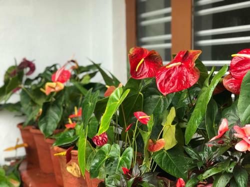 Shreegandha Homestay