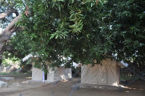 Tutti Hampi Tents & Cafe
