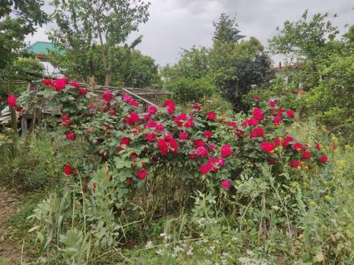 Apartamento Peace Himachal