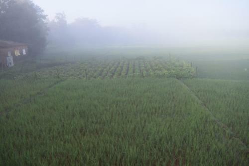 Ibbani Homestay, Siddapur