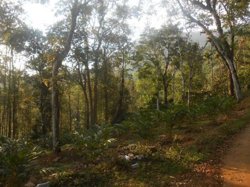 Peppermint Grove