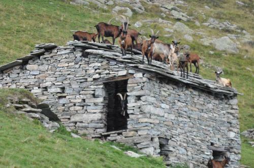 Agroturismo Rifugio Salvin