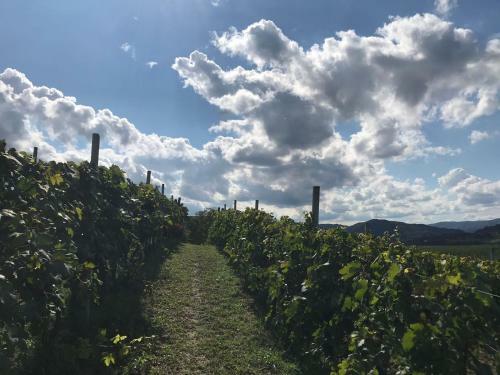 Agroturismo Agriturismo Poderi Zunino