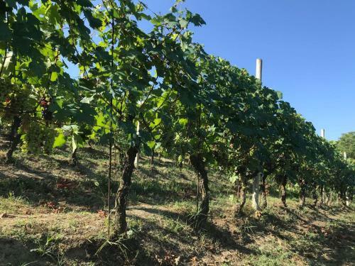 Agroturismo Agriturismo Poderi Zunino