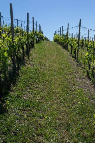 Agroturismo Agriturismo Poderi Zunino