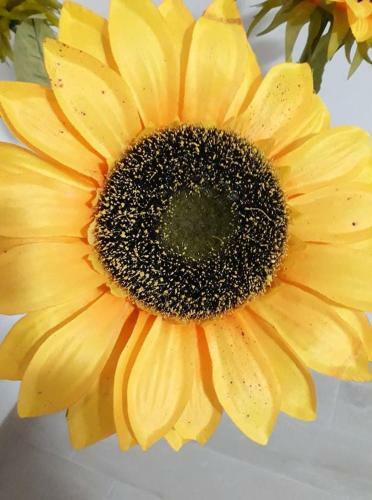 Il Girasole