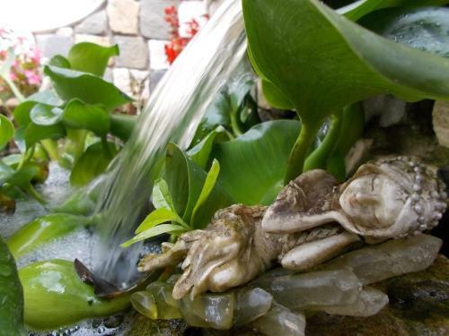 B&B Il Giardino Acquatico