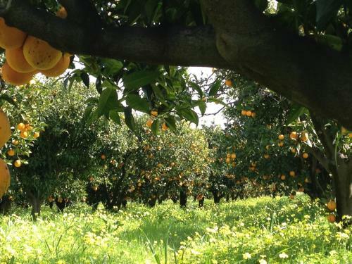 Agroturismo B&B Apricot