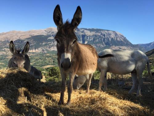 Agroturismo Feudo Galefona