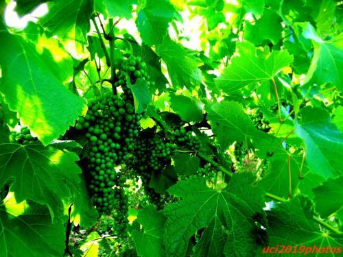 Agroturismo Agriturismo Vitae