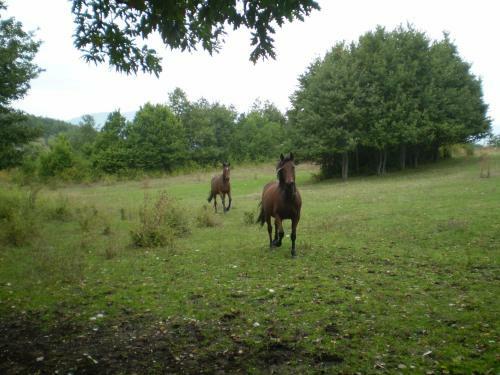 Agroturismo Borgo La Torre